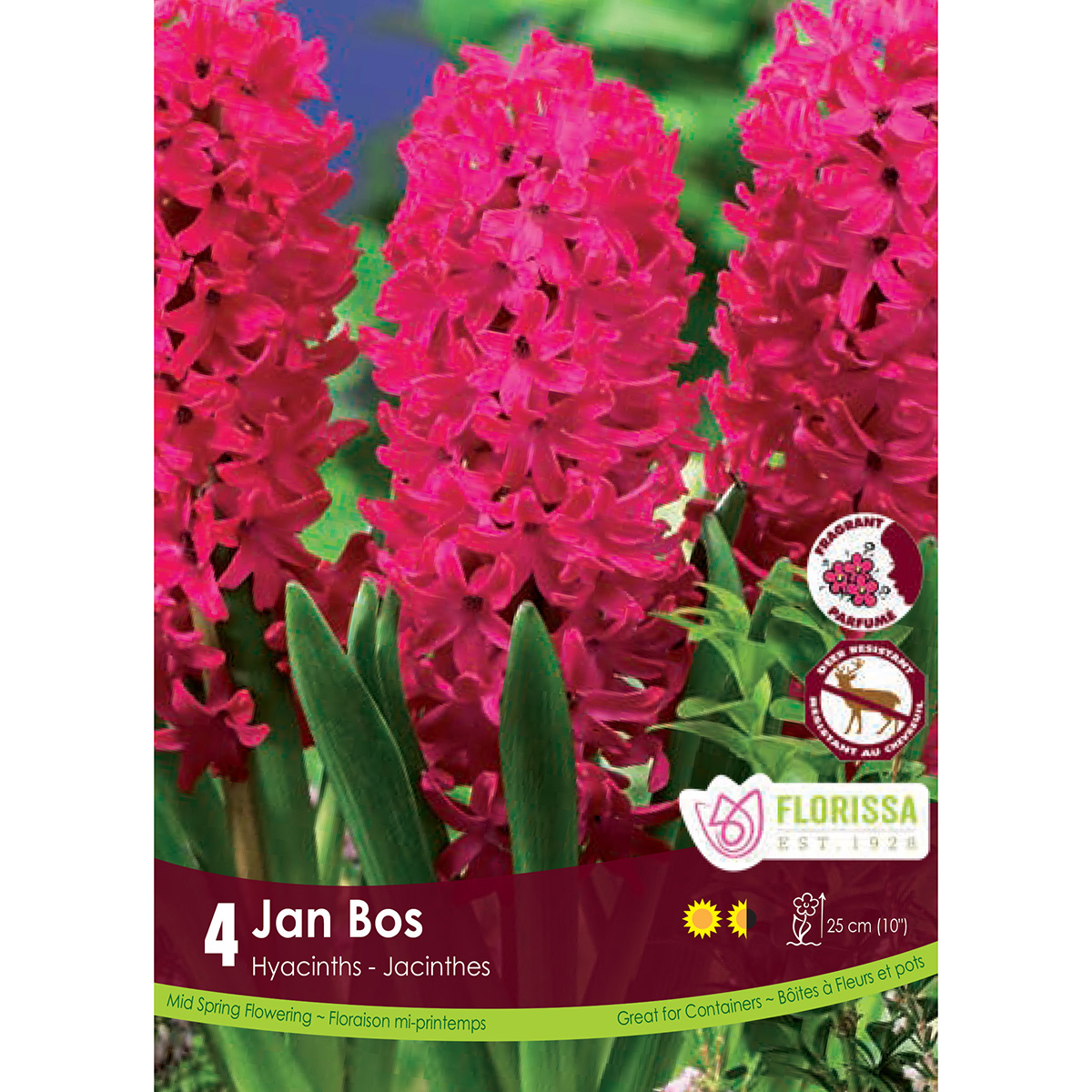 Hyacinthus 'Jan Bos'  4Pk
