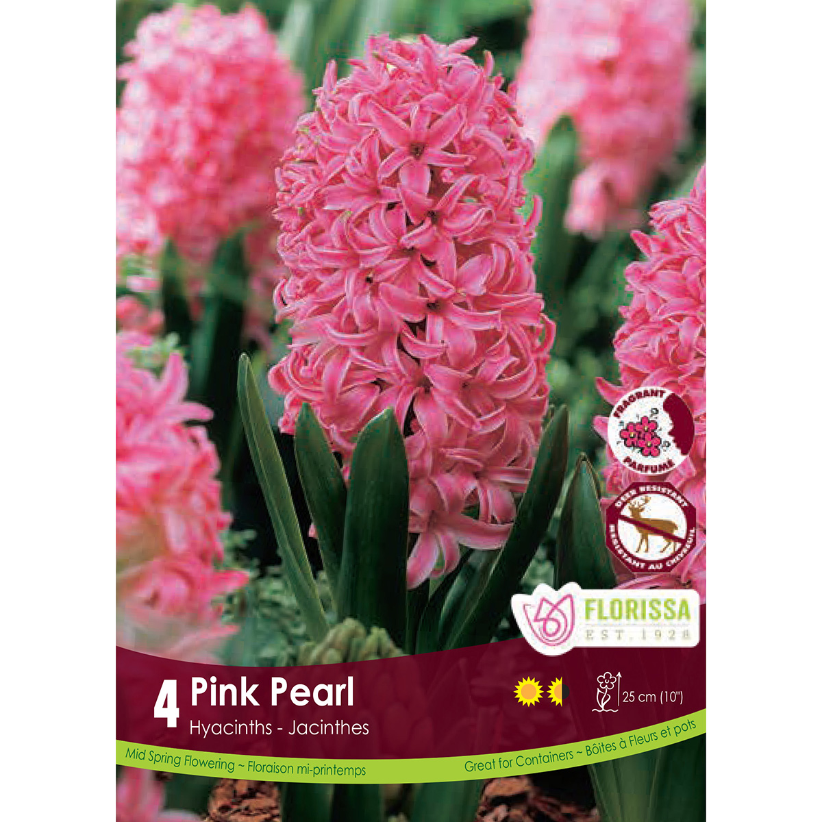 Hyacinthus 'Pink Pearl' 4pk
