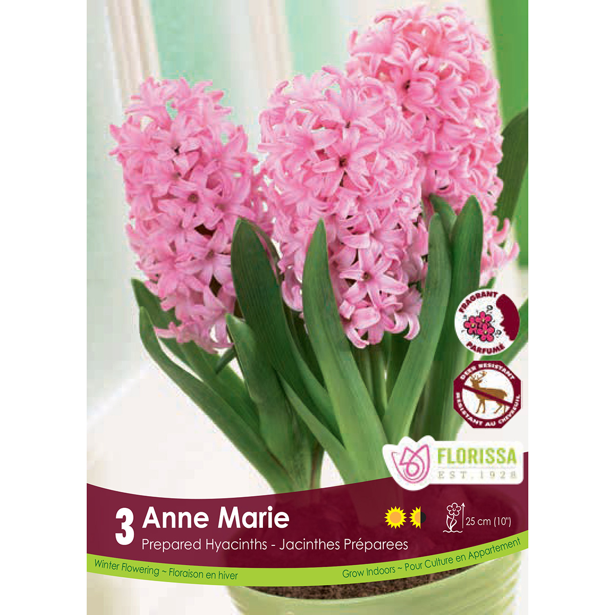 Hyacinthus 'Anne Marie' Prepared 3Pk
