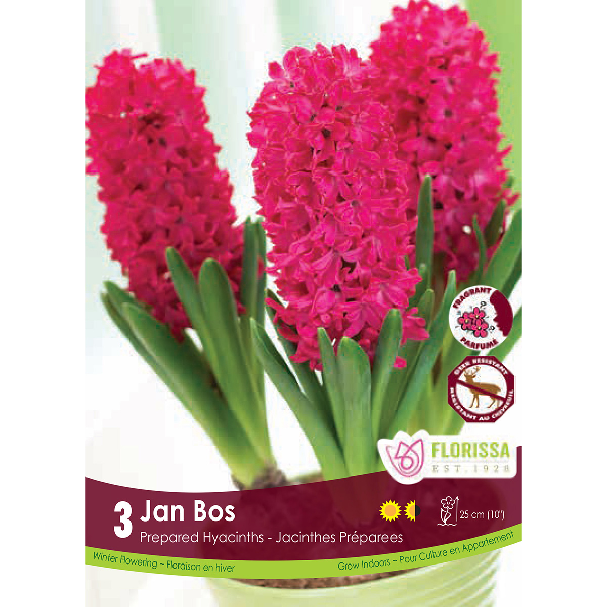 Hyacinthus 'Jan Bos' Prepared 