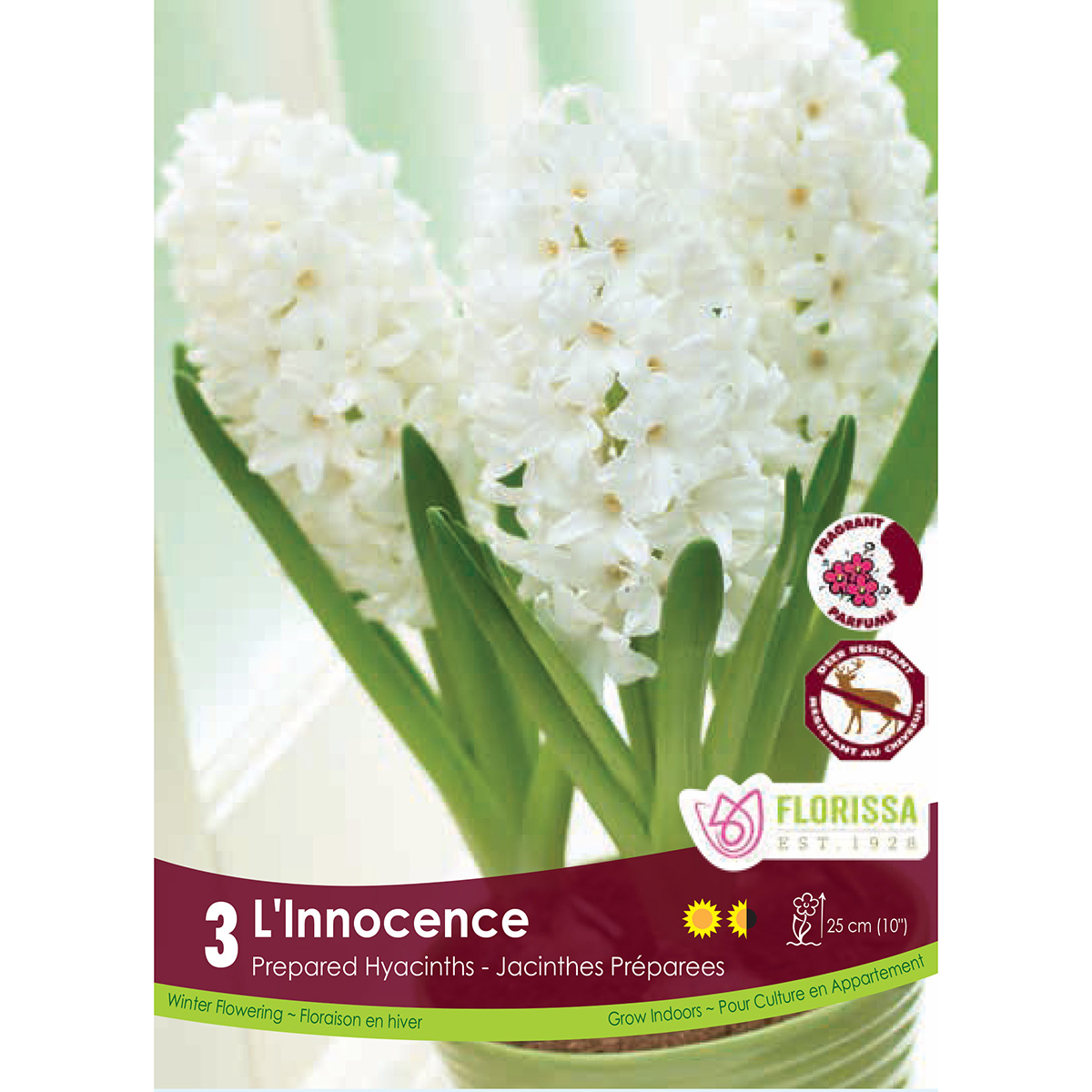 Hyacinthus 'L'Innocence' Prepared Bulbs 3Pk