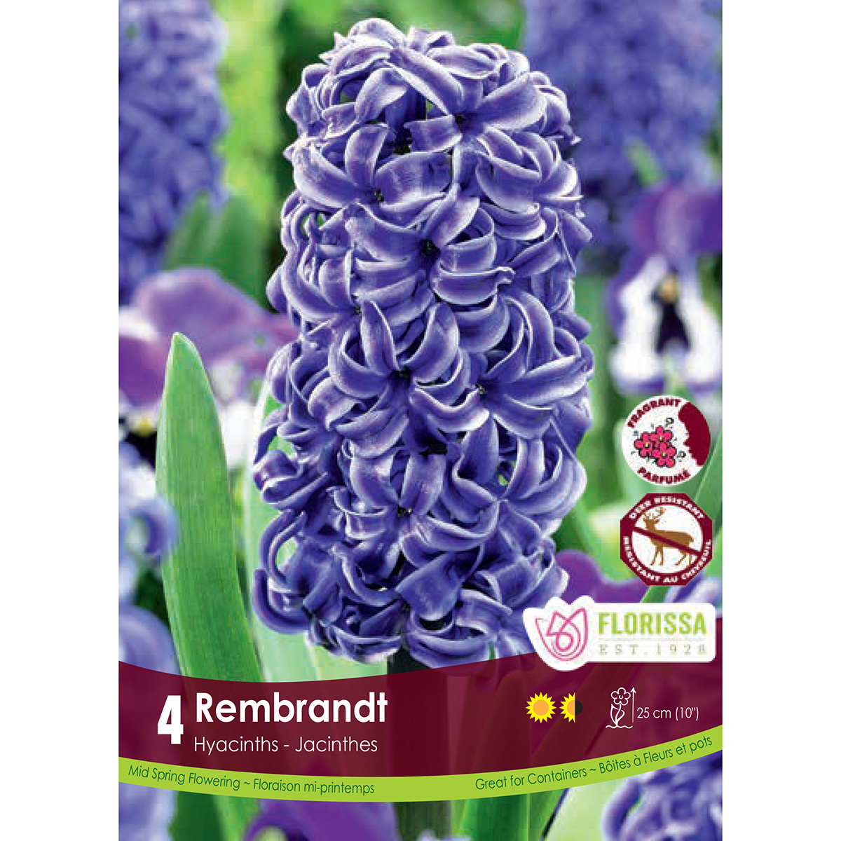 Hyacinthus 'Rembrandt'  Bulbs 4Pk