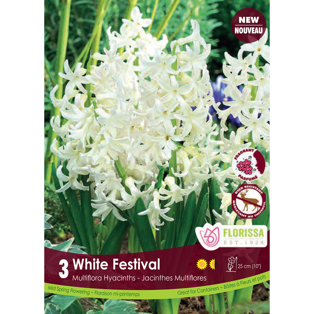 Bulb_Hyacinth_White_Festival.jpg
