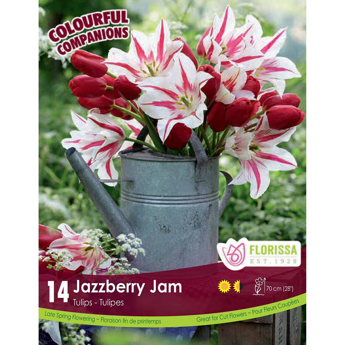 Colourful Companions Tulipa 'Jazzberry Jam' Bulbs 14Pk