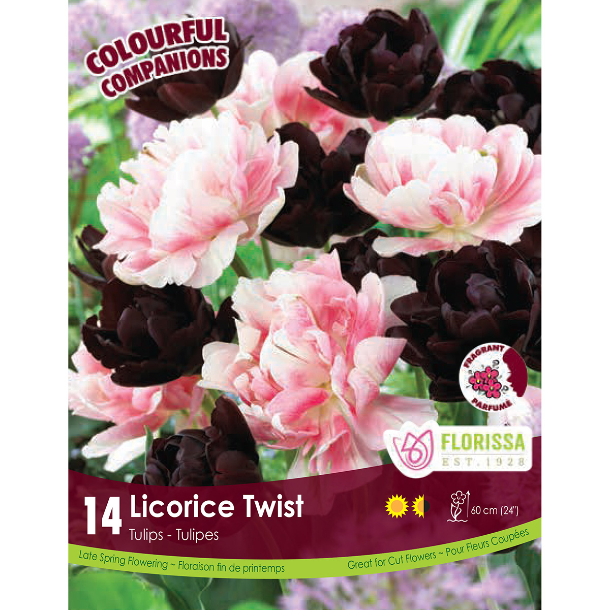 Colourful Companions 'Licorice Twist' Bulbs 14Pk