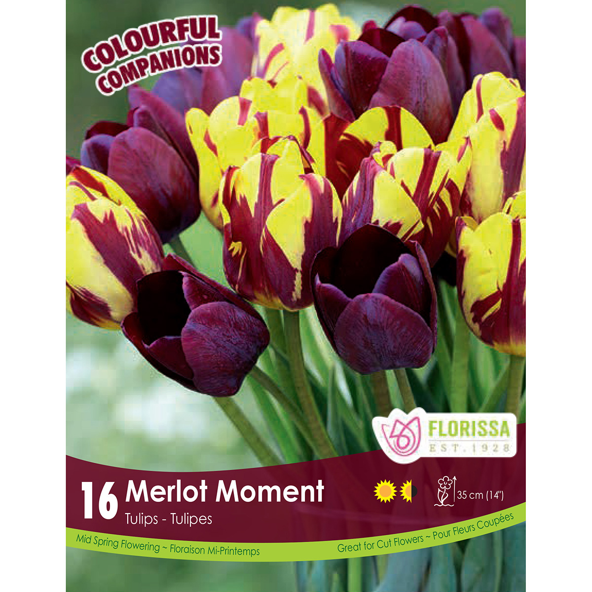 Colourful Companions Tulipa 'Merlot Moment' Bulbs 16Pk