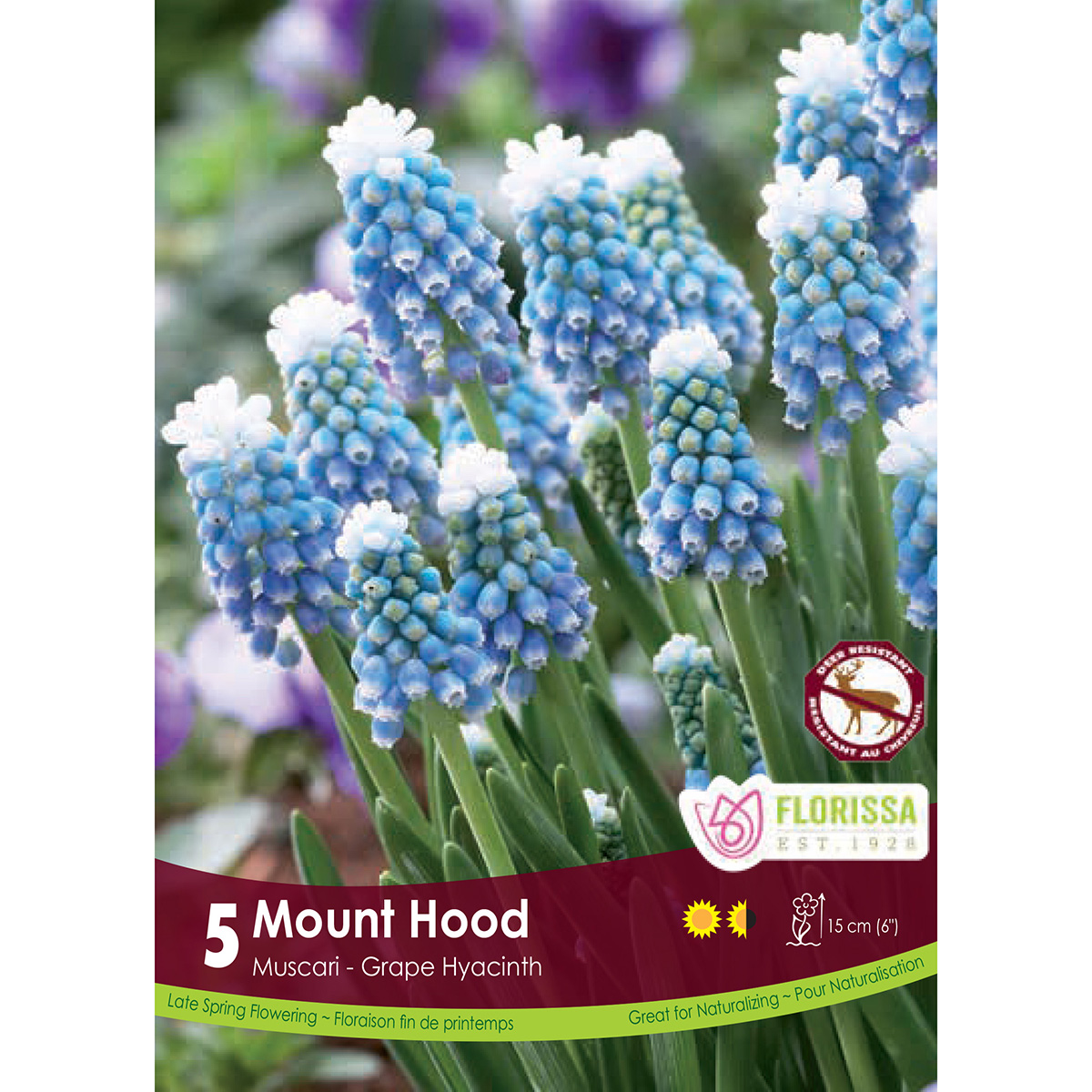 Bulb_Muscari_Mount_Hood.jpg