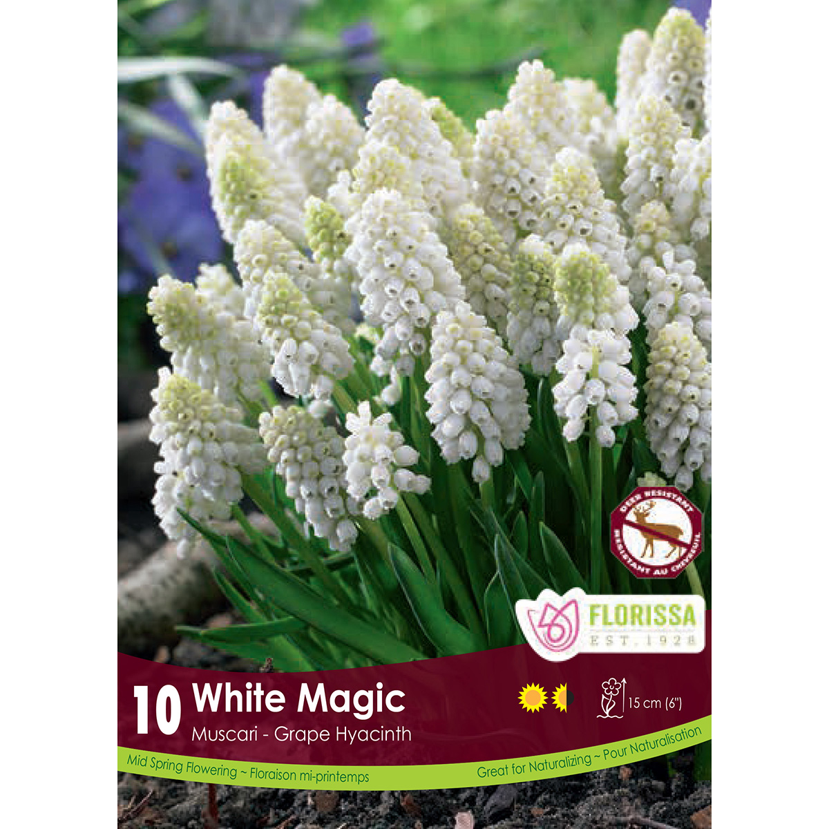 Colourful Companions 'Magic Carpet Ride' Bulbs 30Pk