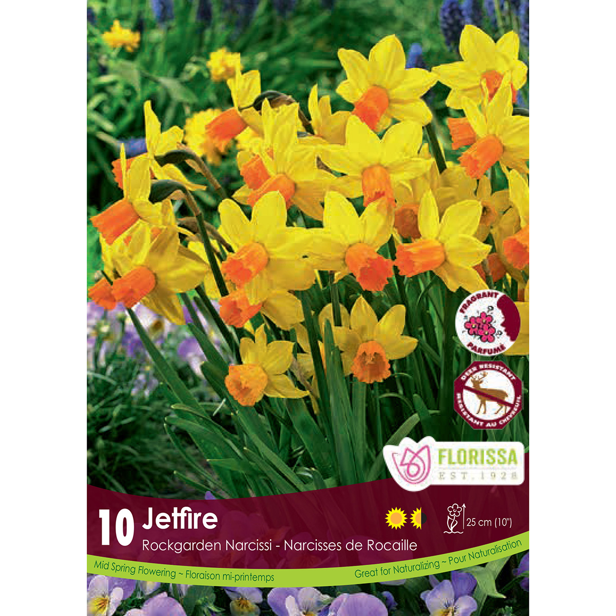 Narcissus 'Jetfire' Bulbs 10PK