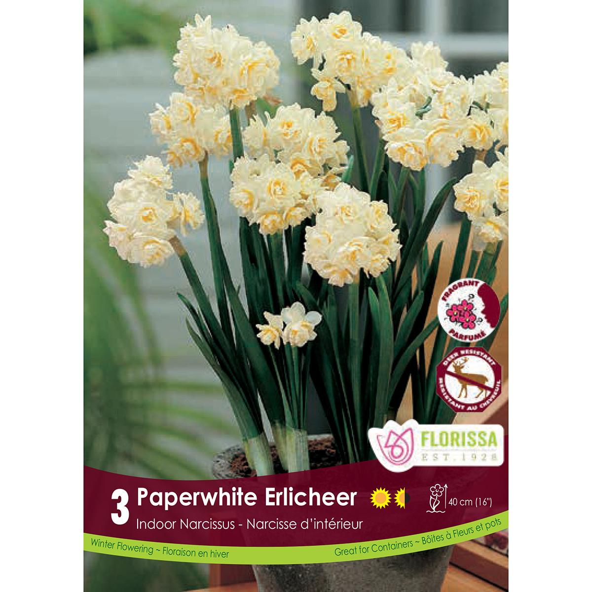 Narcissus 'Paperwhite' Kit