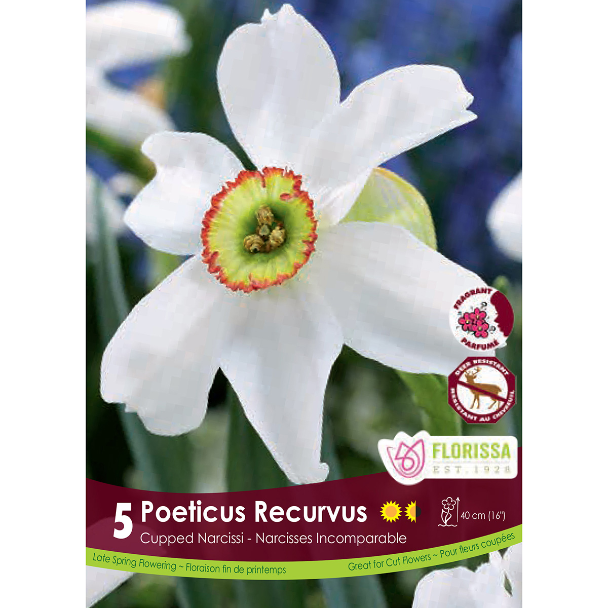 Narcissus 'Poeticus Recurvus' Bulbs 5PK