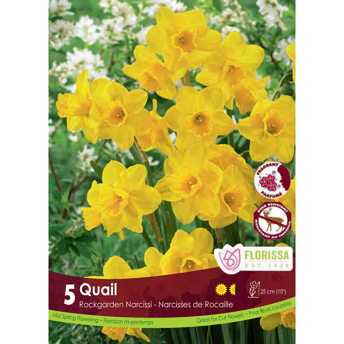 Narcissus 'Quail' Bulbs 5PK