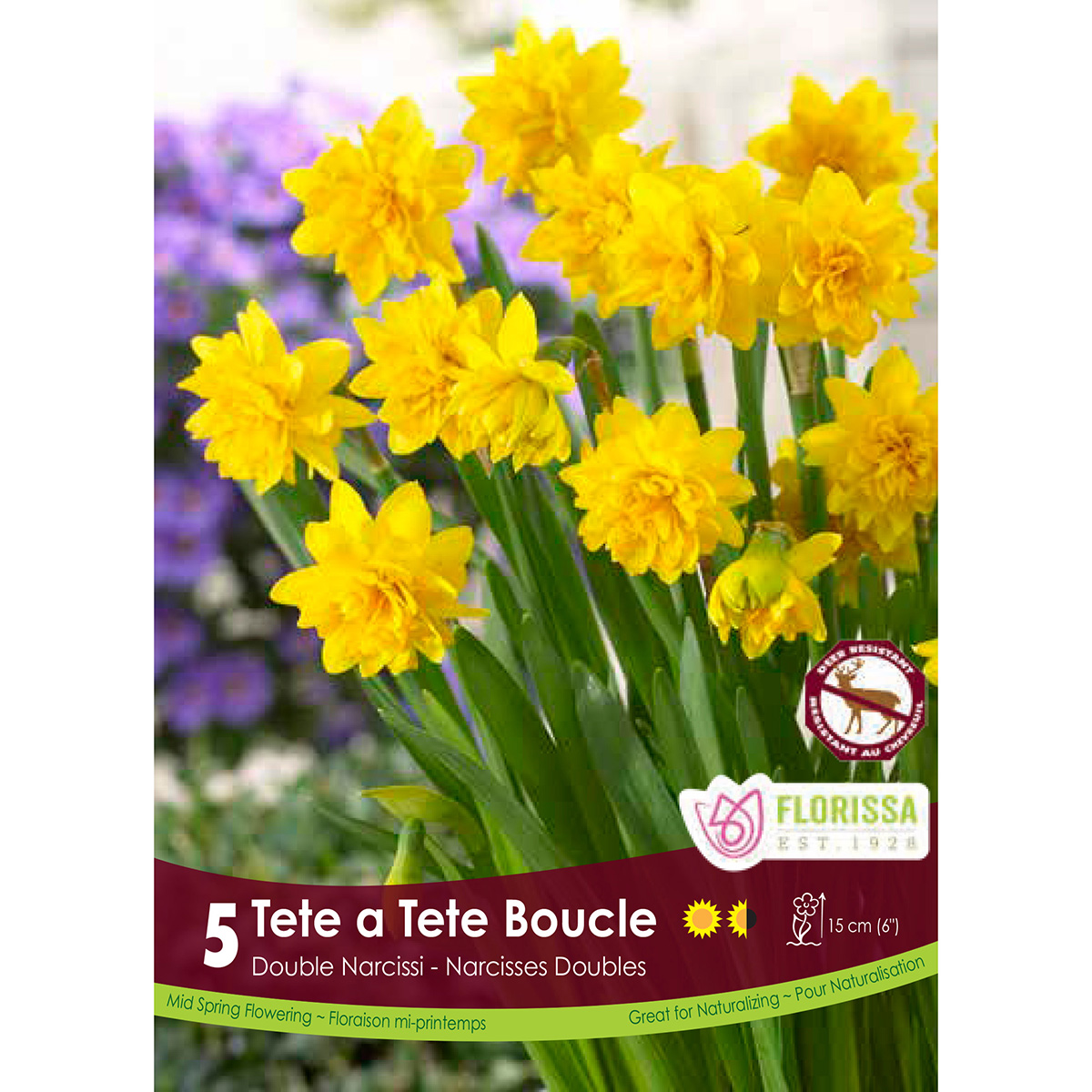 Narcissus 'Tete a Tete Boucle' Bulbs 5PK