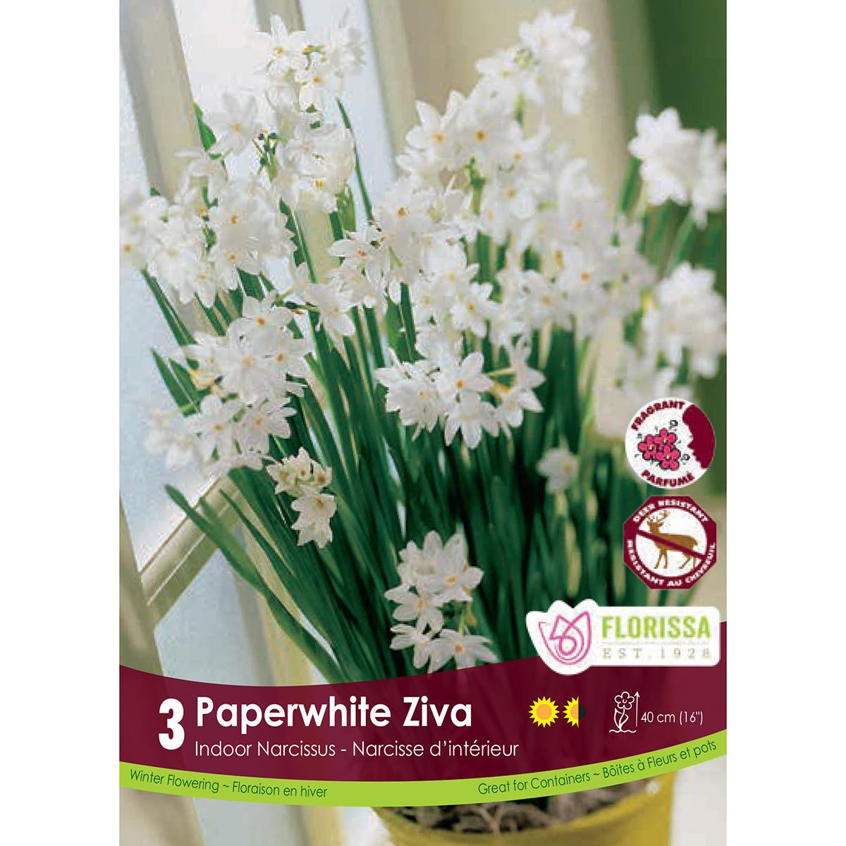Bulb_Narcissus_Ziva.jpg