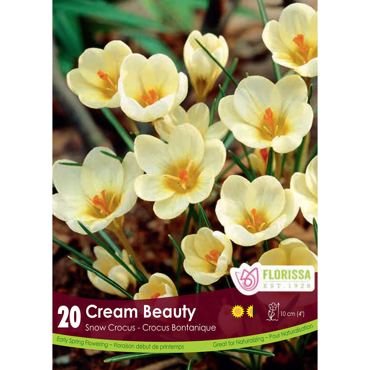 Crocus 'Cream Beauty' Bulbs 20Pk