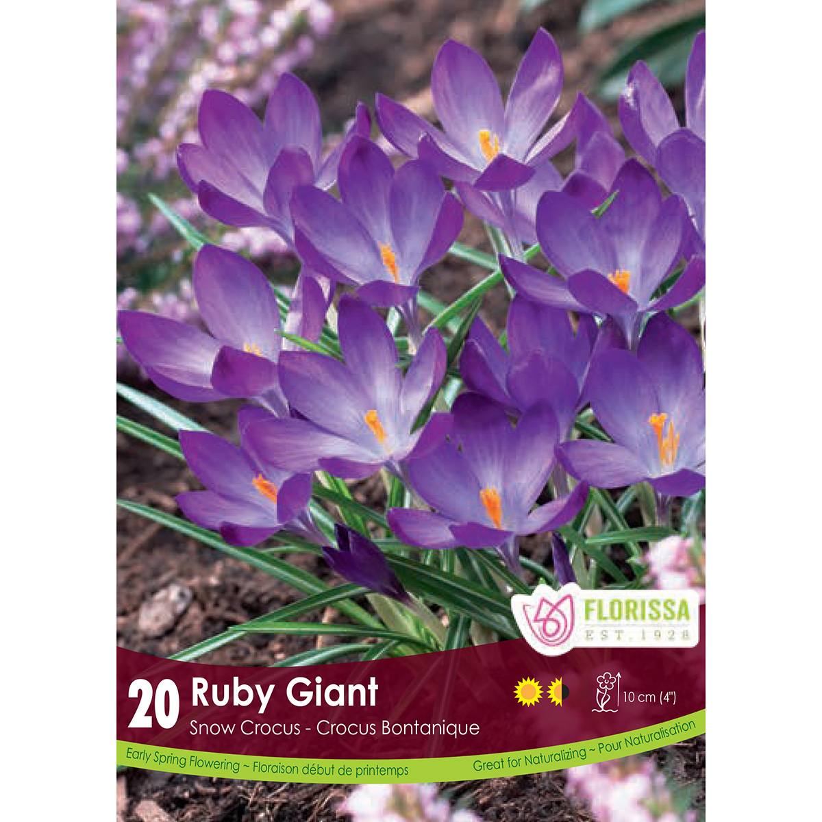 Crocus 'Ruby Giant' Bulbs 20PK