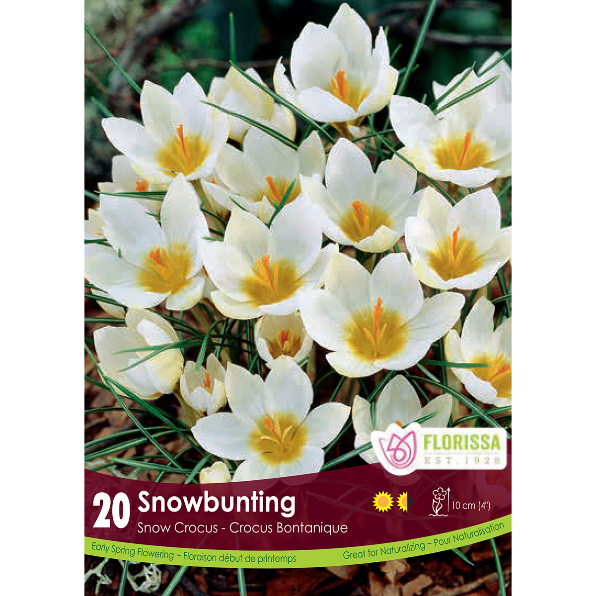 Crocus 'Snowbunting' Bulbs 20PK