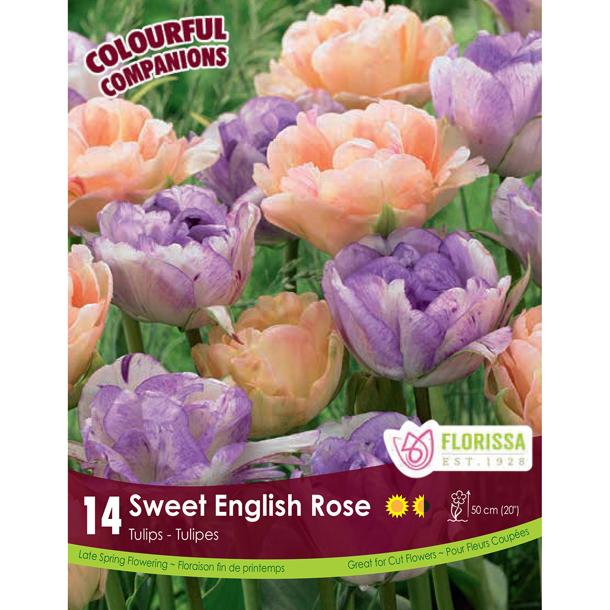 Colourful Companions 'Sweet English Rose' Double Peony Tulip Bulbs 14PK