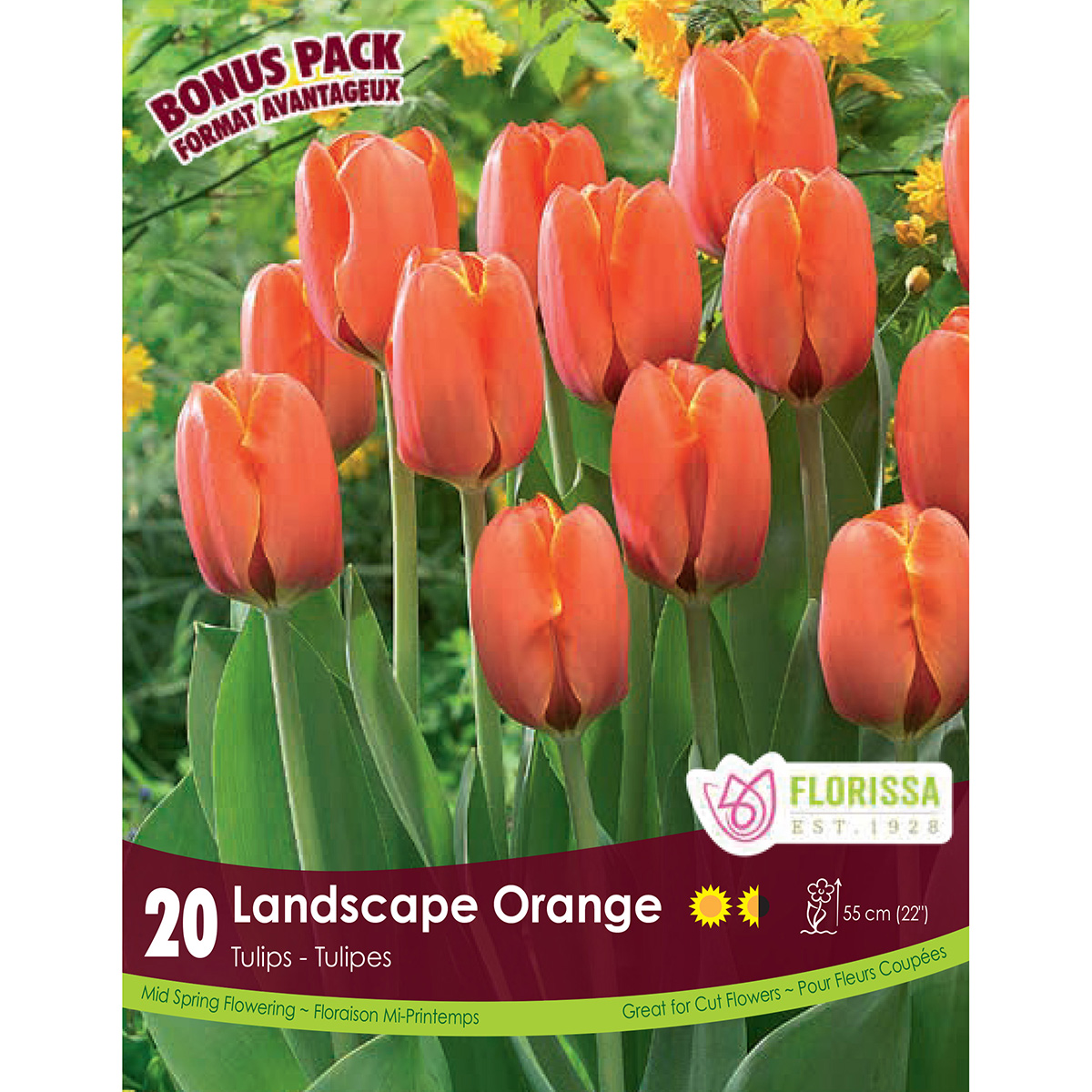 Tulipa 'Landscape Orange' Bulbs 20PK