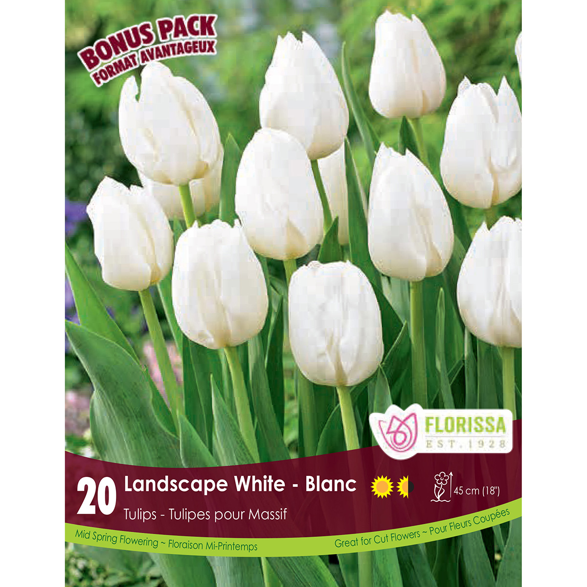 Tulipa 'Landscape White' Bulbs 20PK