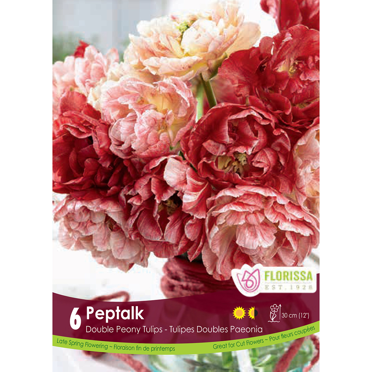 Tulipa 'Pep Talk' Bulbs 6Pk