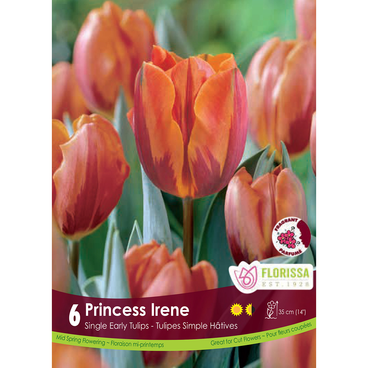 Tulipa 'Princess Irene' Bulbs 6Pk