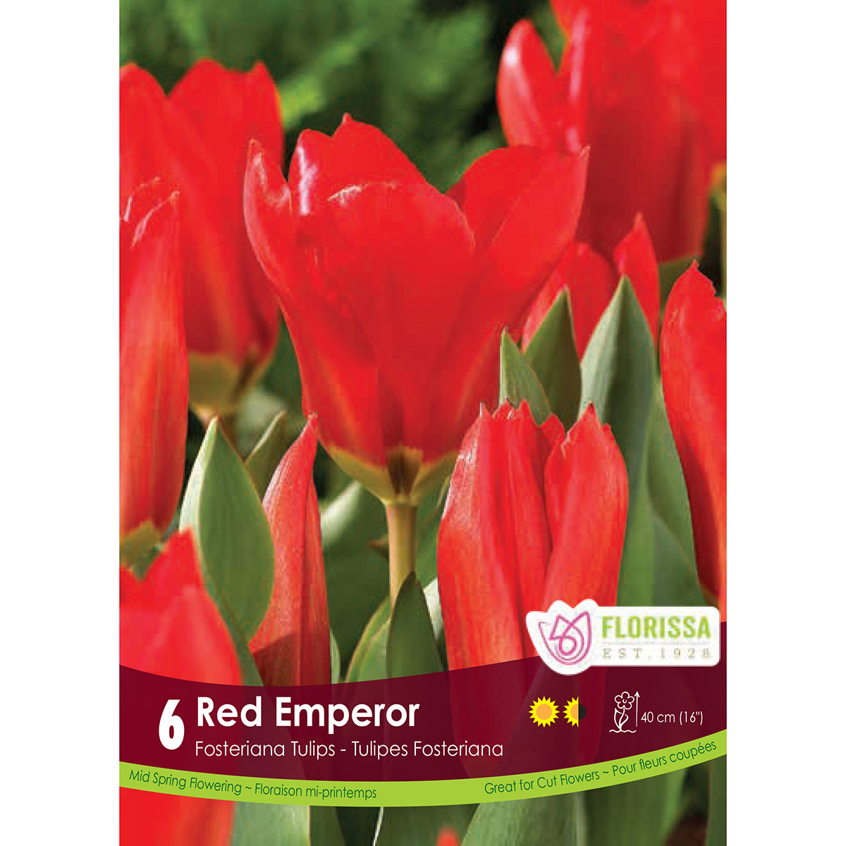 Tulipa 'Red Emperor' Bulbs 6Pk
