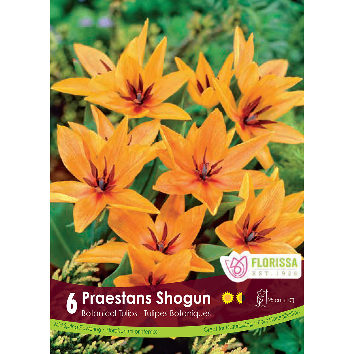 Tulipa 'Praestans Shogun' Bulbs