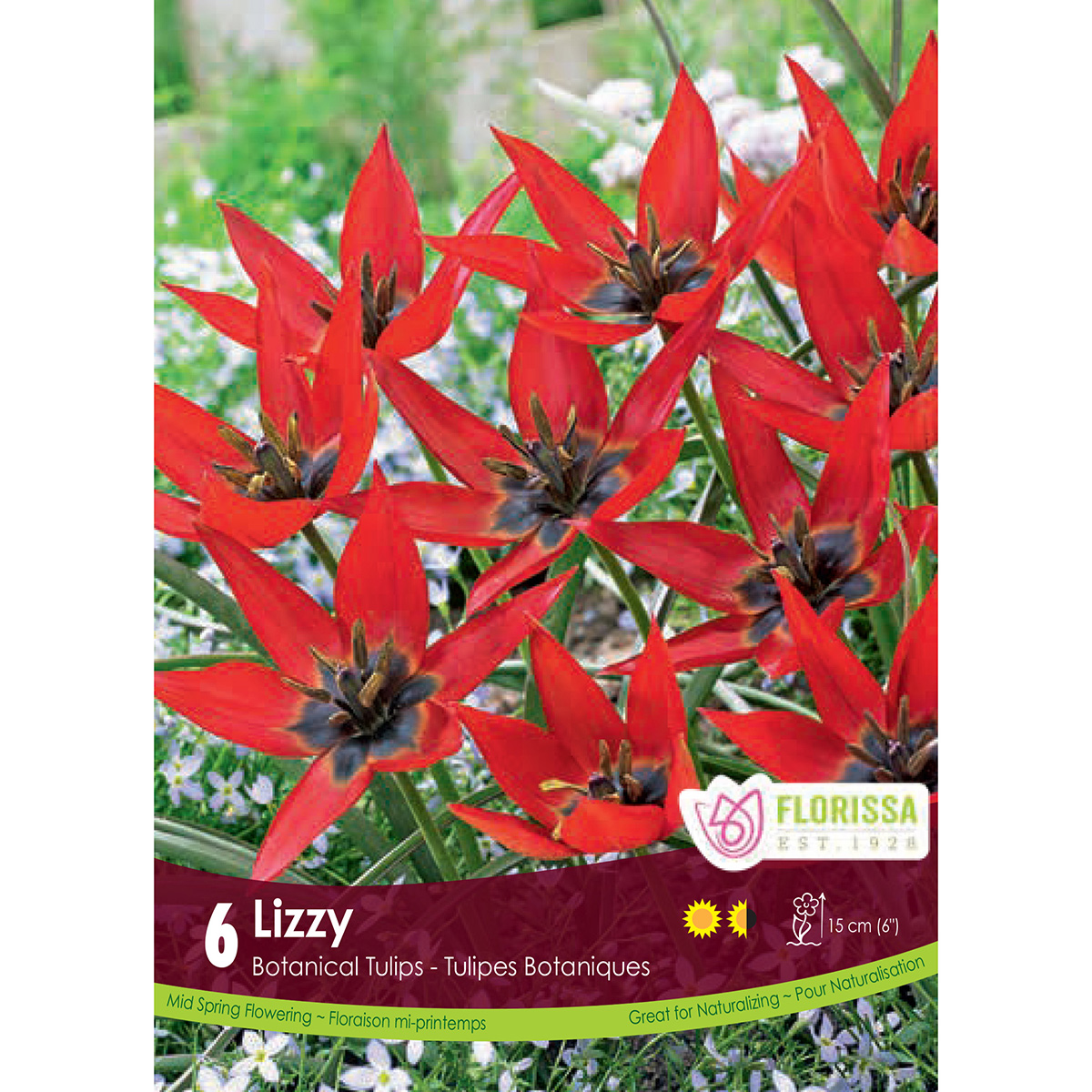 Tulipa 'Lizzy' Bulbs 6Pk