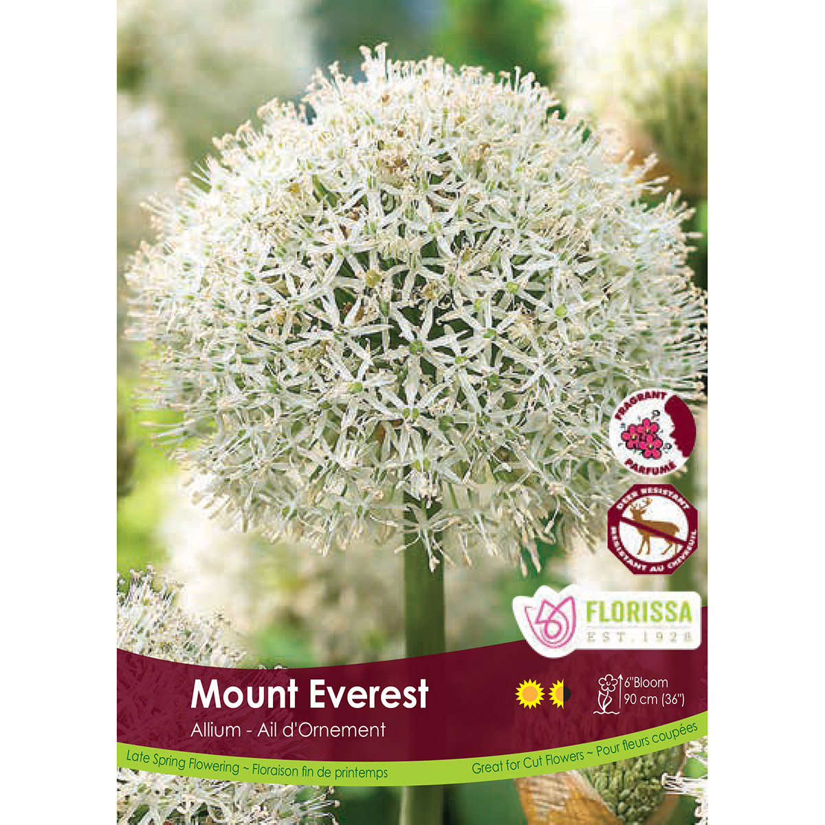 Bulk_Allium_Mount Everest.jpg