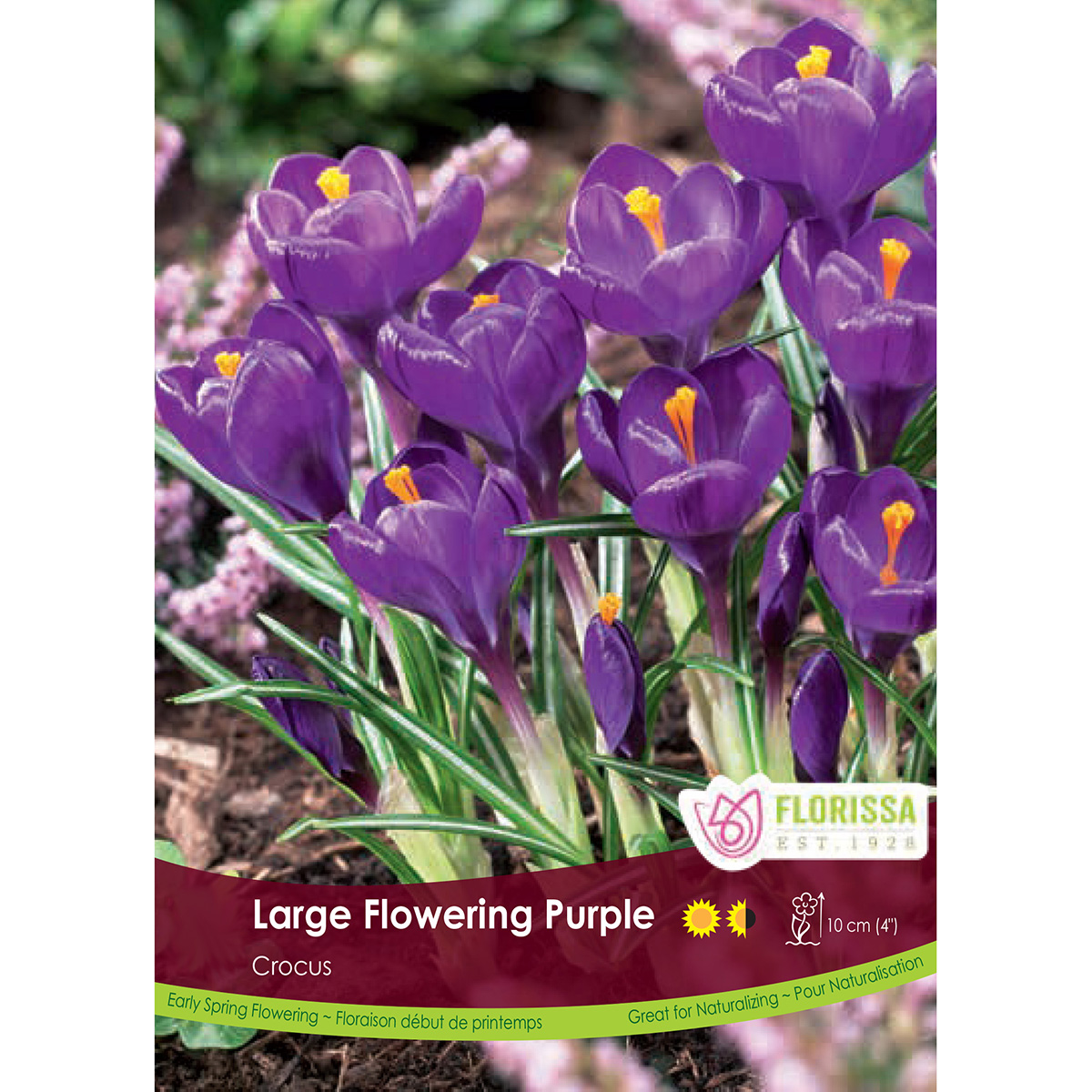 Crocus 'Purple' Bulbs 10PK