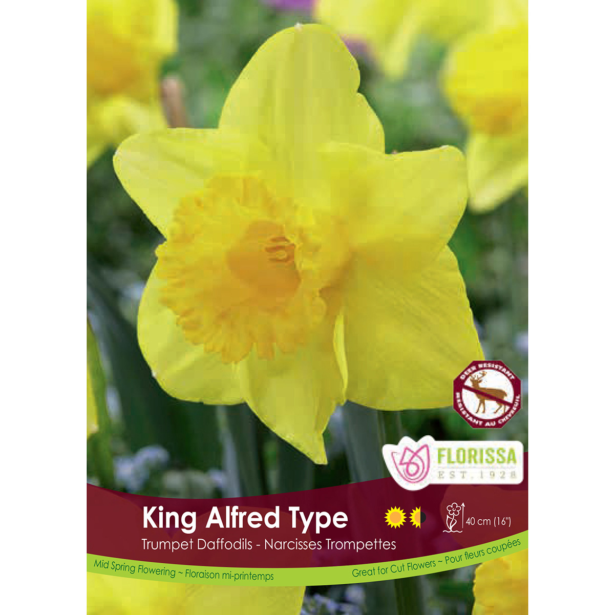 Mesh Bag Narcissus 'King Alfred' Bulb Bonus 50PK