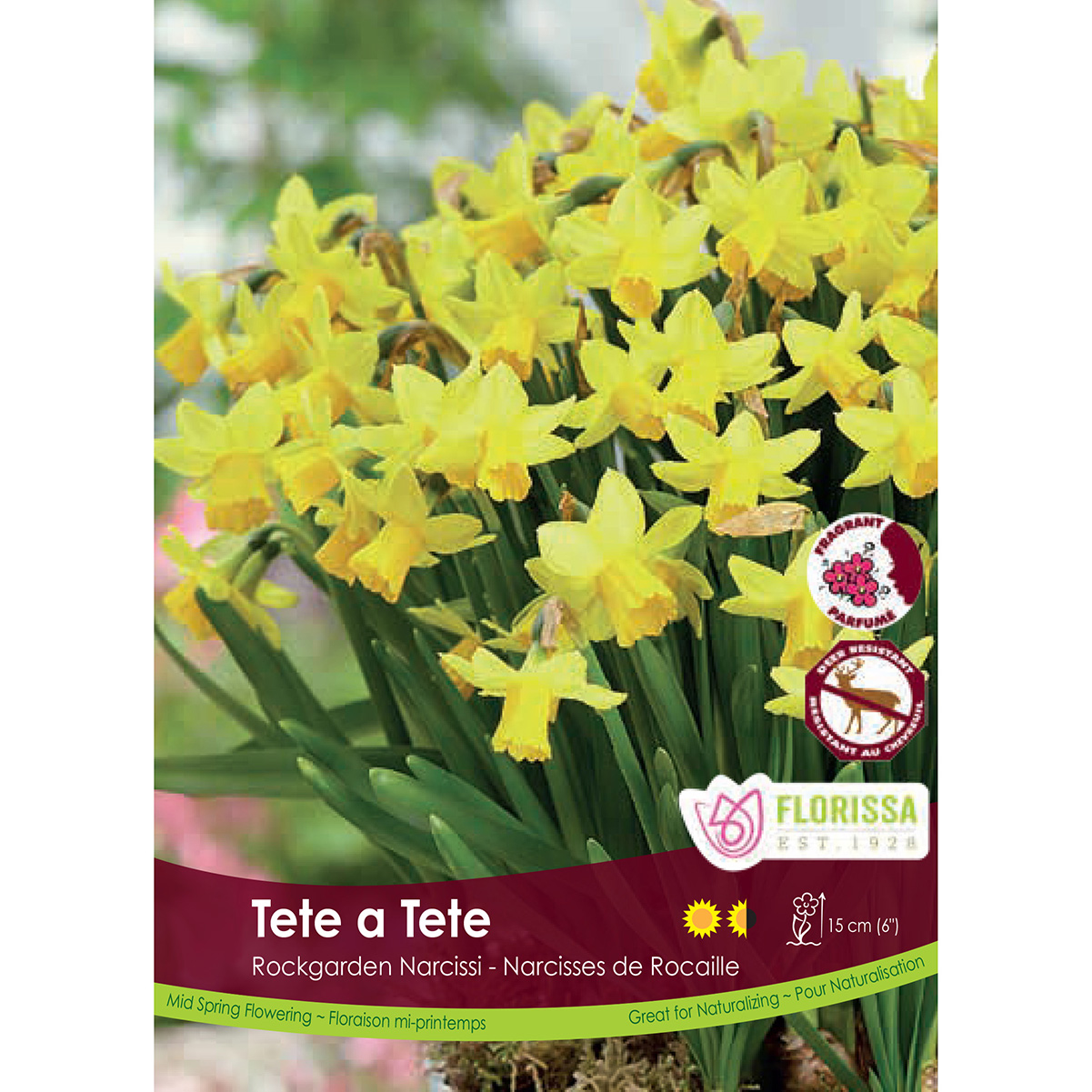 Narcissus 'Tete a Tete'  Bulbs 