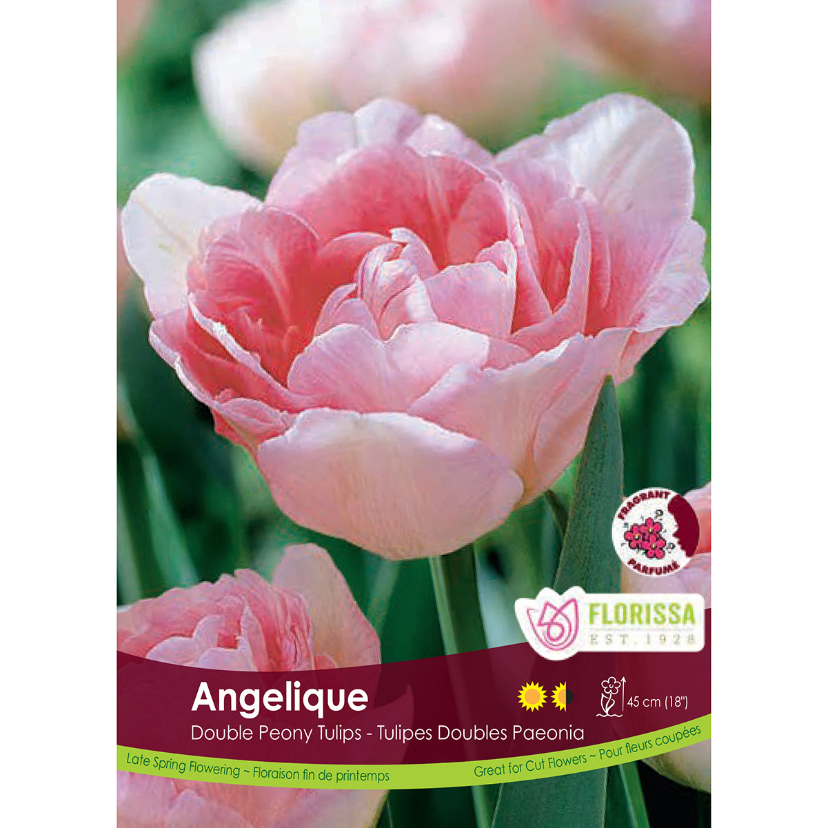 Tulipa 'Angelique' 6PK