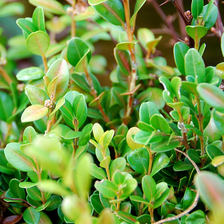 Buxus microphylla 'Faulkner'