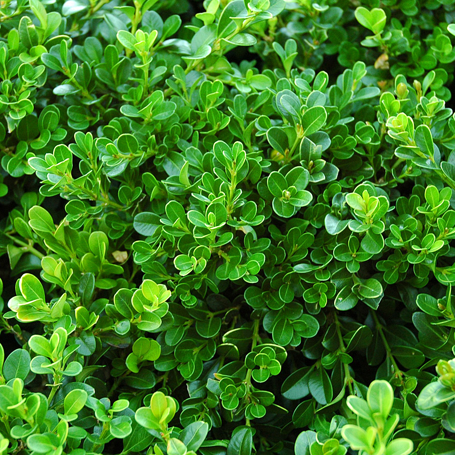 Buxus microphylla jap. 'Green Beauty'