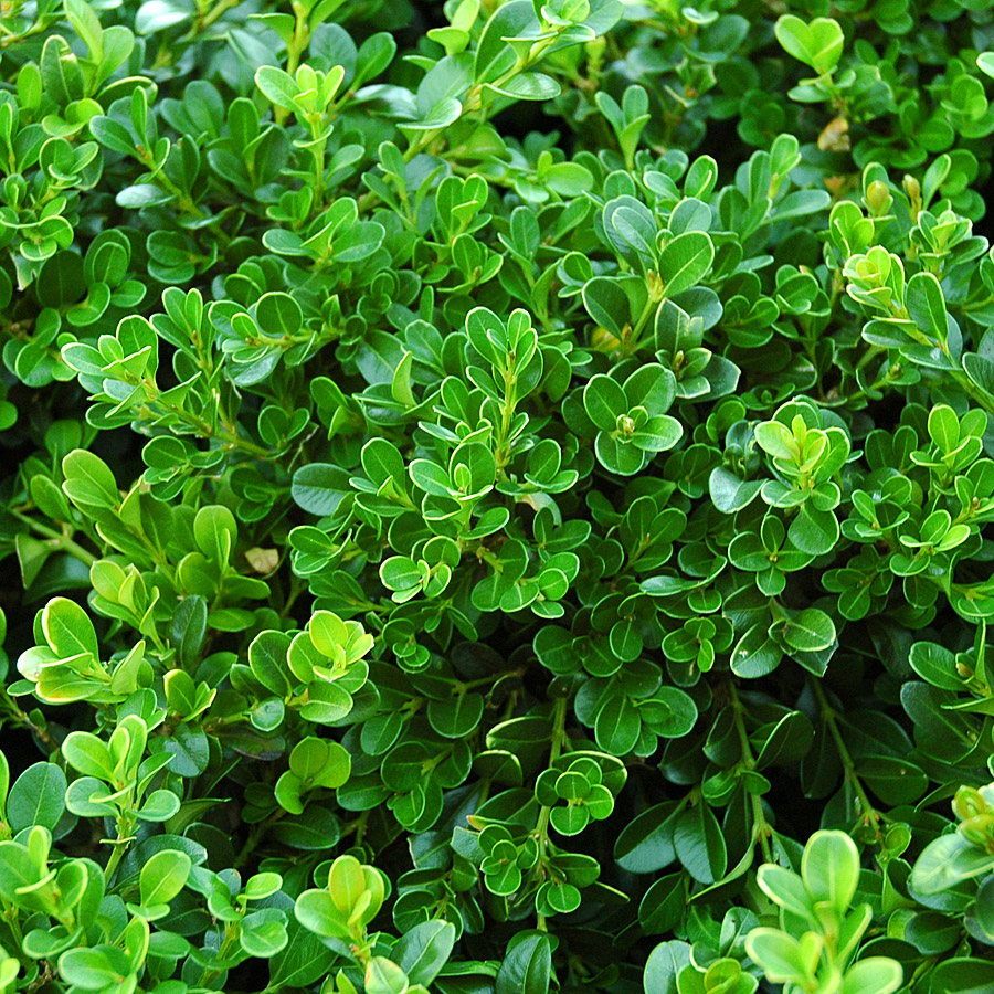 Buxus microphylla japonica 'Green Beauty'