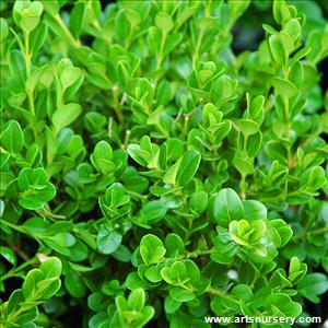 Buxus microphylla 'Wintergreen'