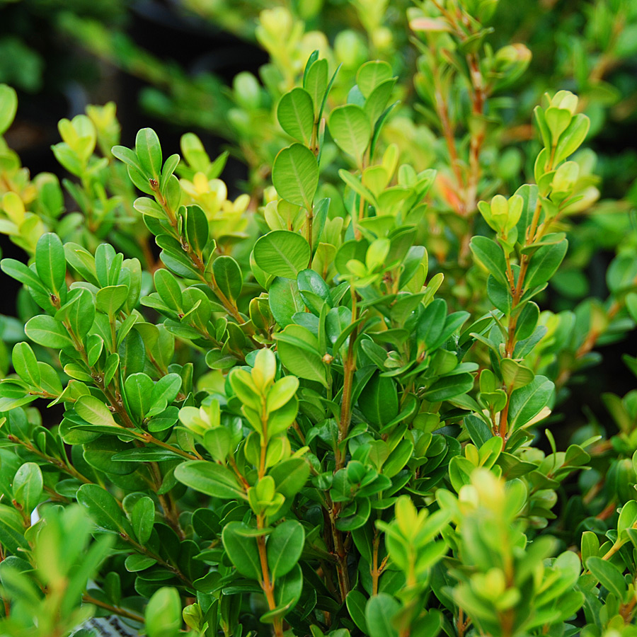 Buxus microphylla 'Winter Gem'