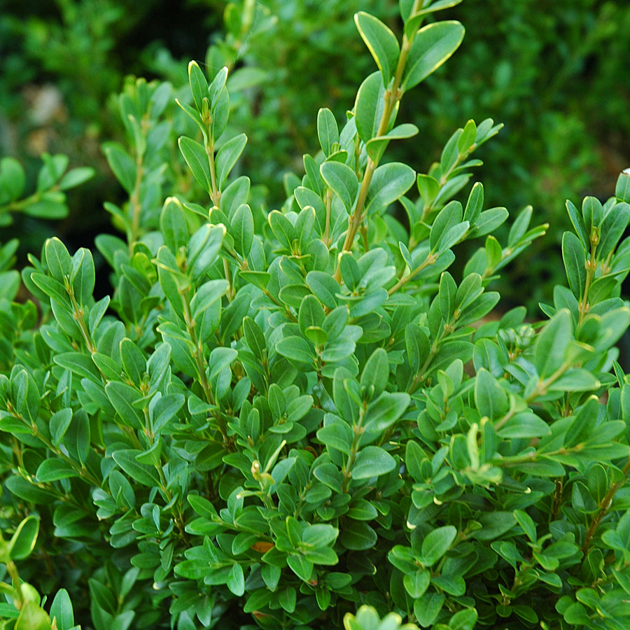 Buxus sempervirens - Single Ball Topiary