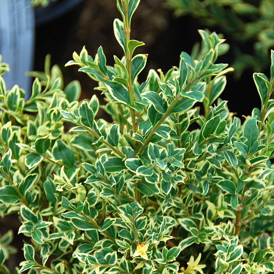 Buxus sempervirens 'Fastigiata' B&B 30-36in