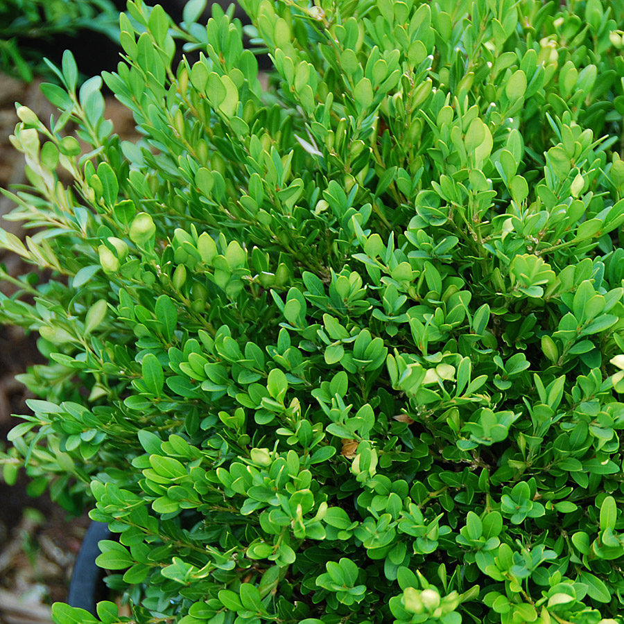 Buxus 'Green Gem'