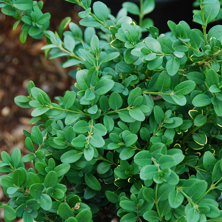 Buxus 'Green Mountain'  