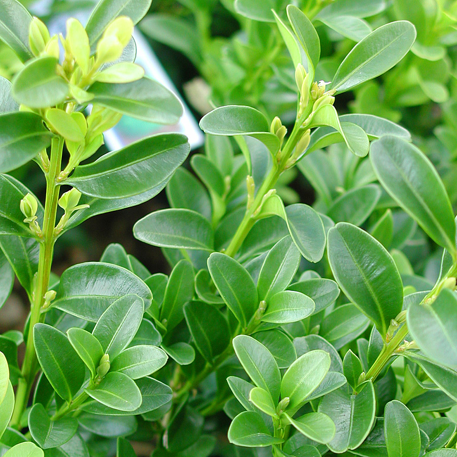 Buxus 'Green Velvet'  B&B 18-24in