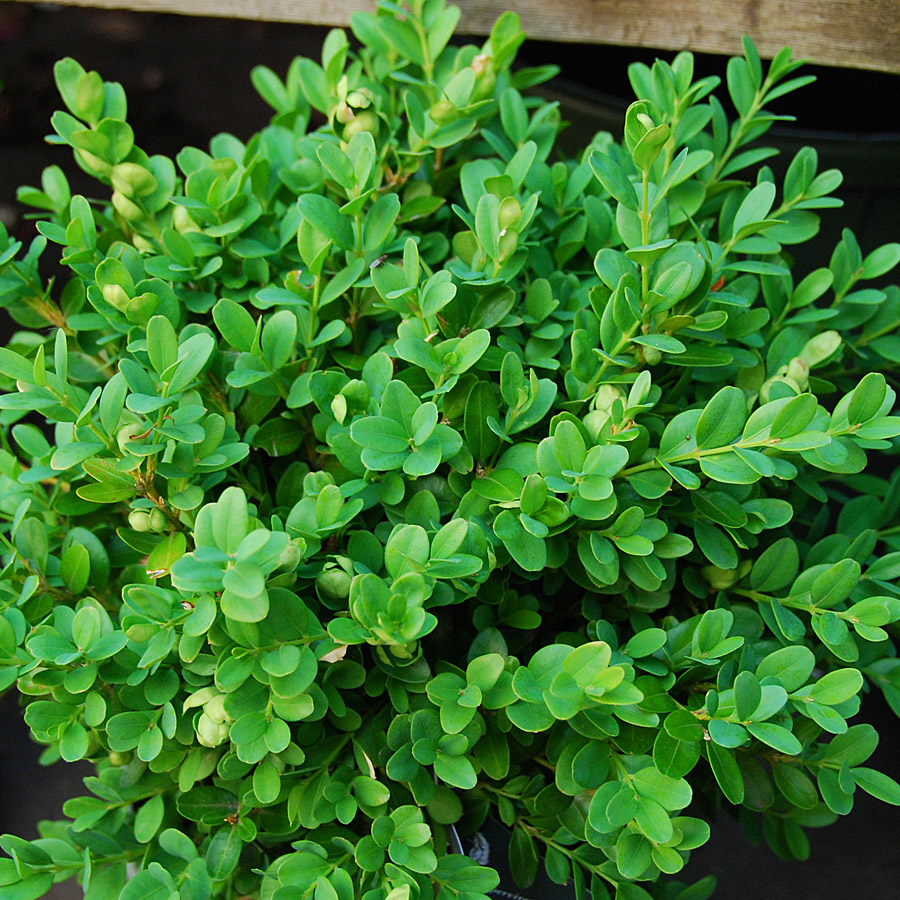 Buxus sempervirens 'Suffruticosa'