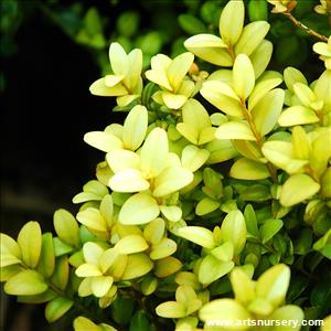 Buxus sempervirens 'Latifolia Macrophylla'