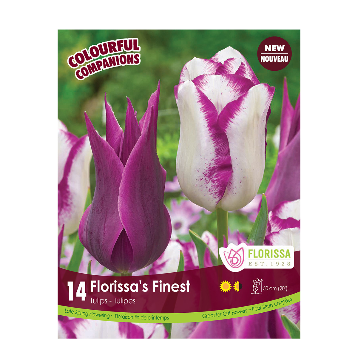 COMPANION Tulipa Florissa's Finest Bulbs 14PK