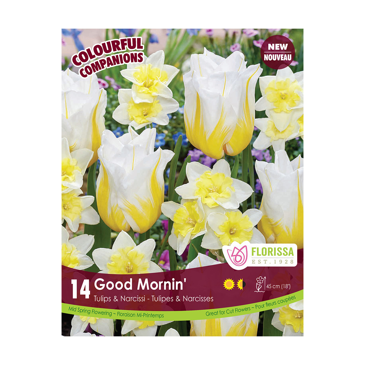 Colourful Companions Tulipa 'Good Mornin' Bulbs 14PK 