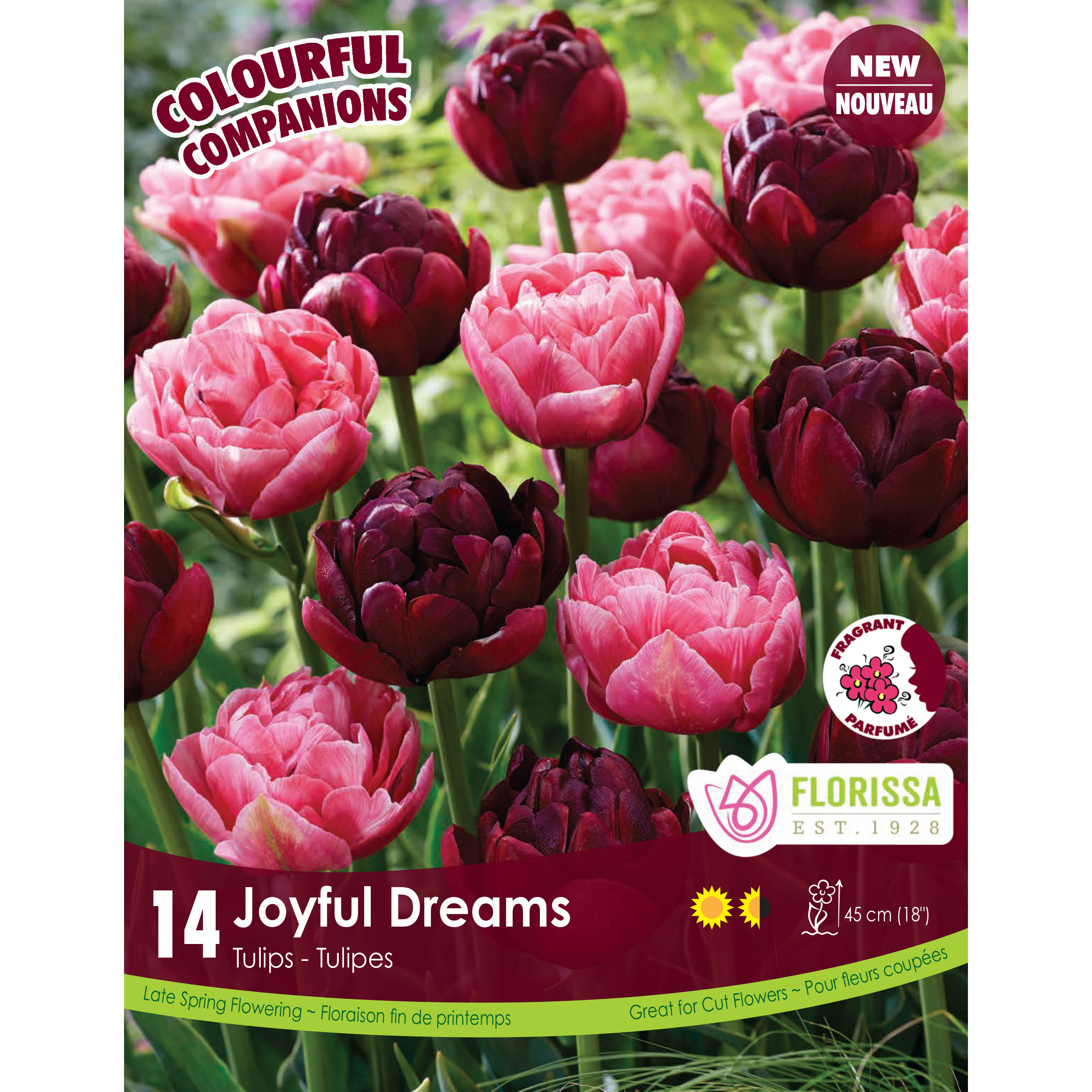 Colourful Companions Tulipa 'Joyful Dreams' Bulbs 12PK 