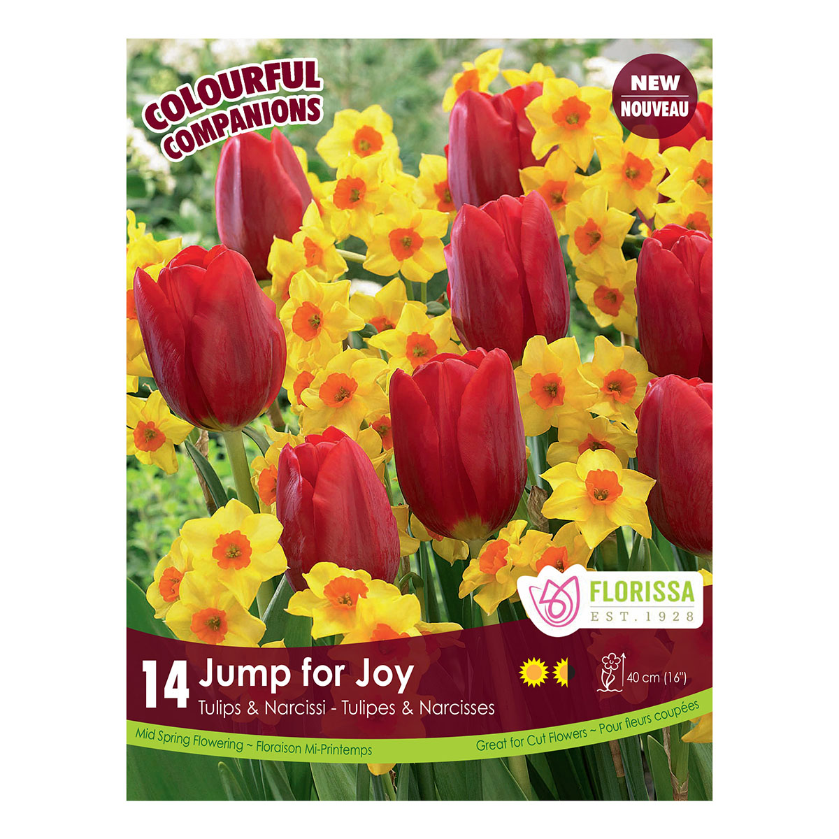 Colorful Companions 'Jump for Joy'  Bulbs 12PK